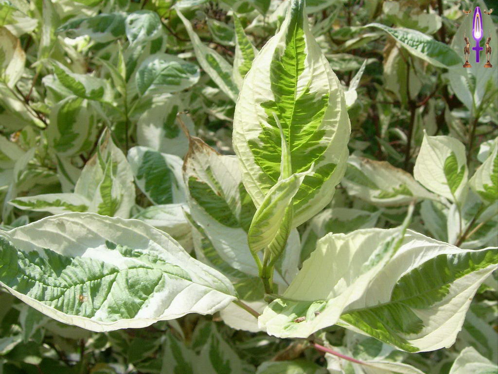 Croix de Lumière, Photo de la Série C No 47 