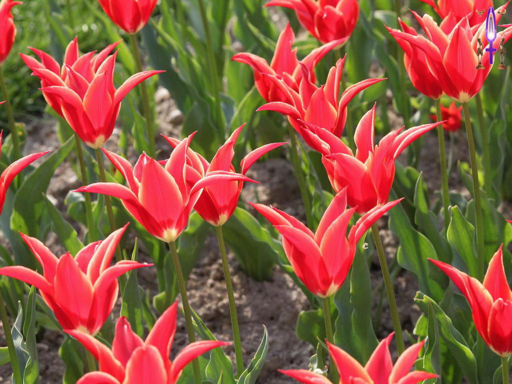 Croix de Lumière, Photo de la Série C No 53 