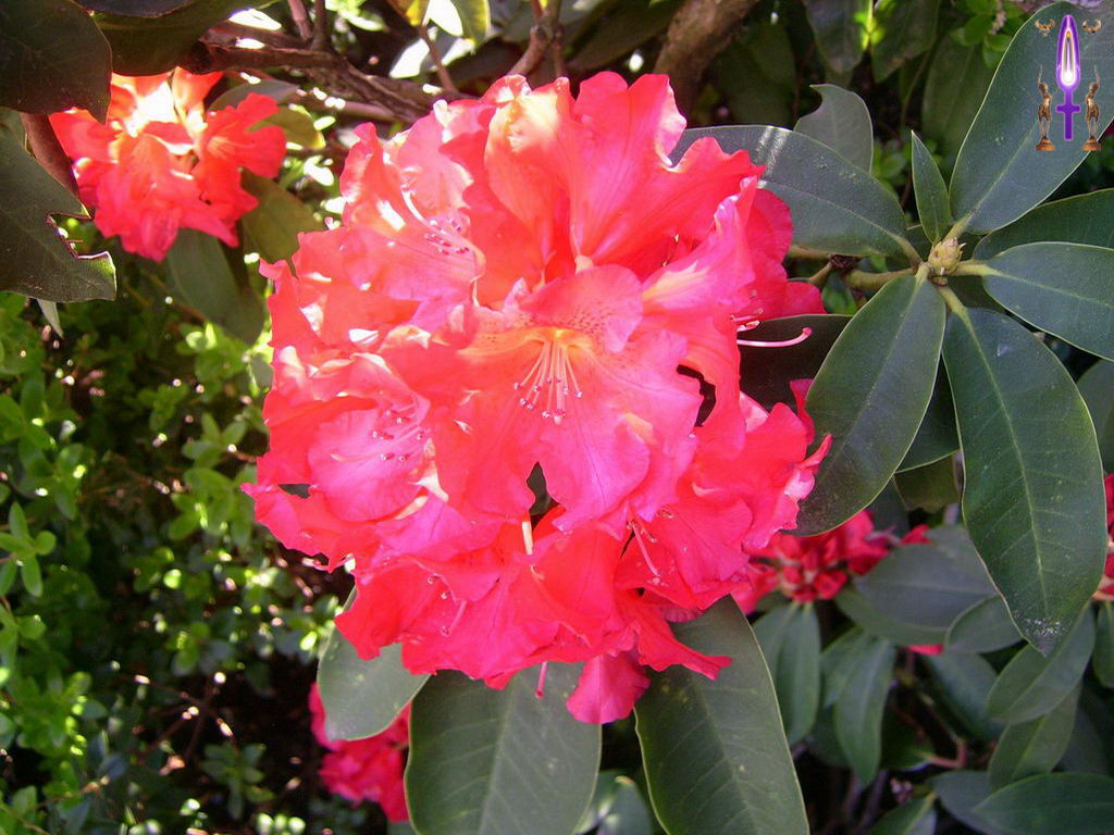 Croix de Lumière, Photo de la Série C No 55 