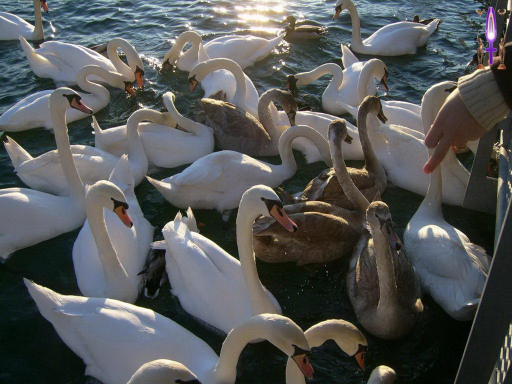 Croix de Lumière, Photo de la Série C No 57 