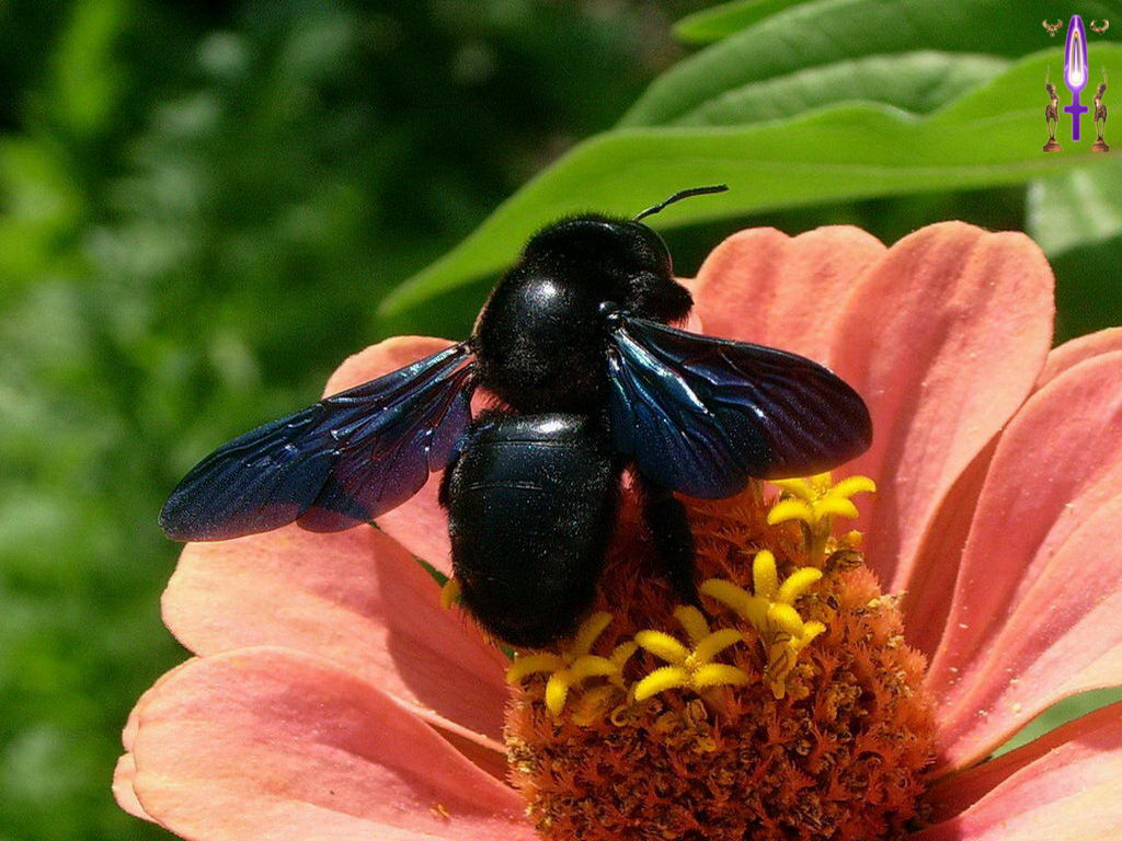 Croix de Lumière, Photo de la Série C No 59 