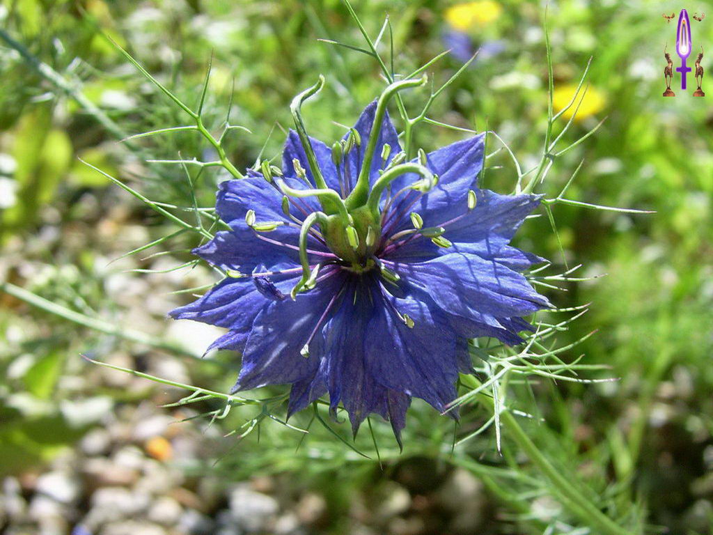 Croix de Lumière, Photo de la Série C No 010 