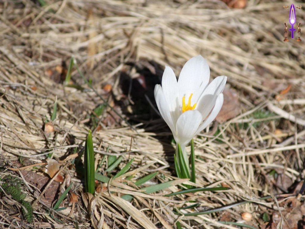 Croix de Lumière, Photo de la Série C No 61 
