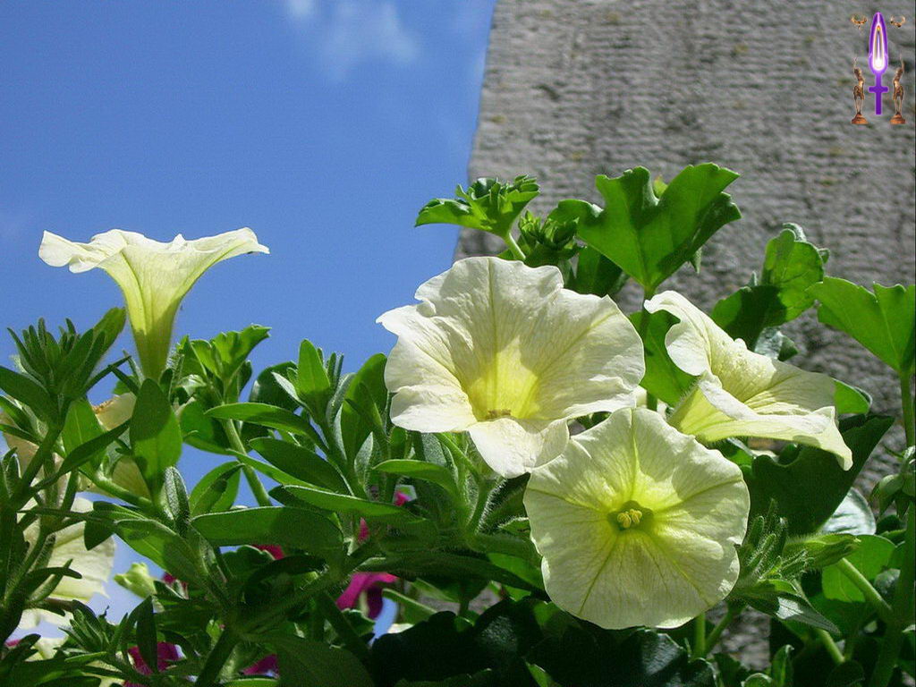 Croix de Lumière, Photo de la Série C No 62 