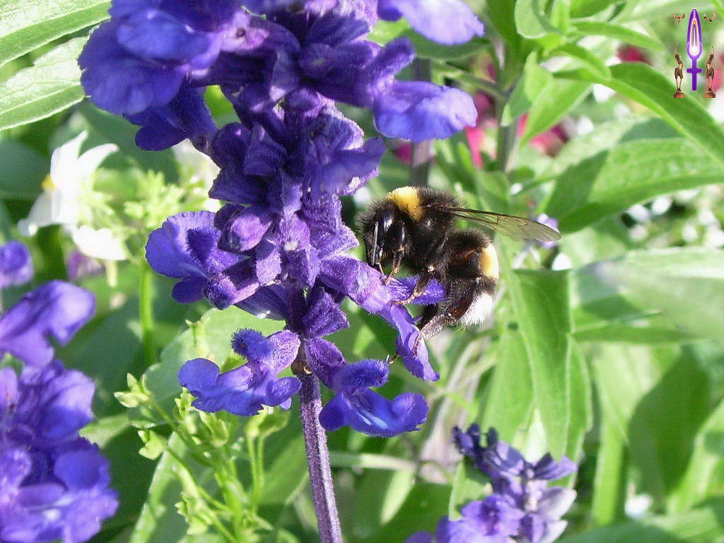 Croix de Lumière, Photo de la Série C No 63 