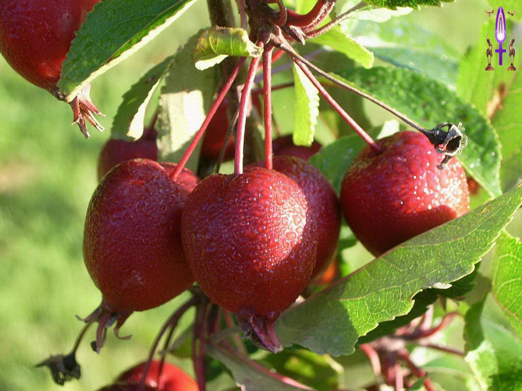 Croix de Lumière, Photo de la Série C No 64 