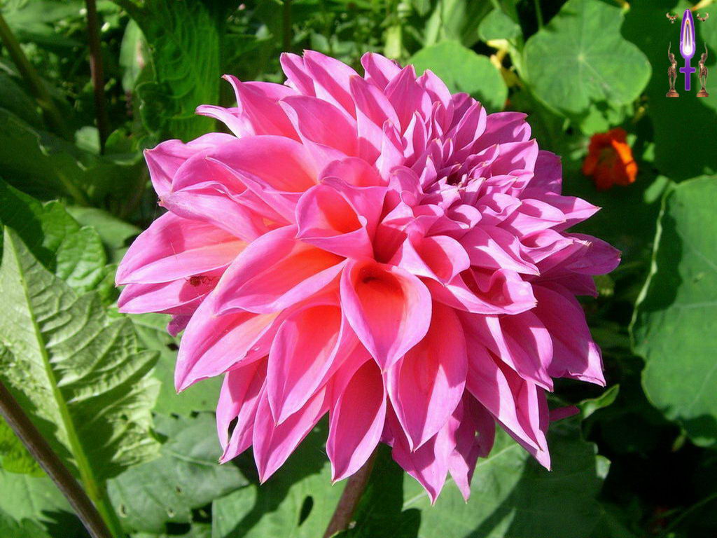 Croix de Lumière, Photo de la Série C No 65 