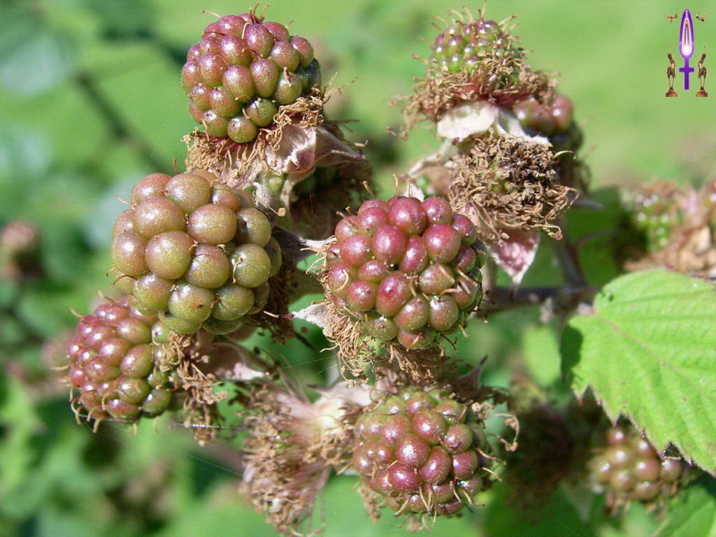 Croix de Lumière, Photo de la Série C No 68 