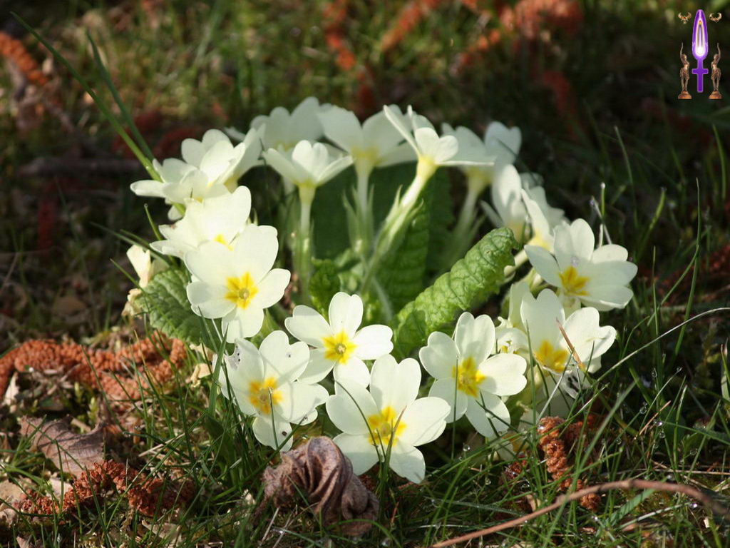 Croix de Lumière, Photo de la Série C No 72 