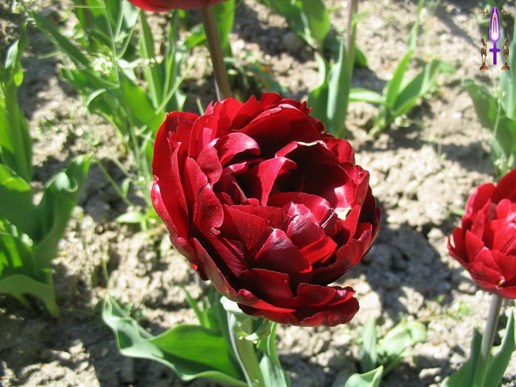 Croix de Lumière, Photo de la Série C No 73 