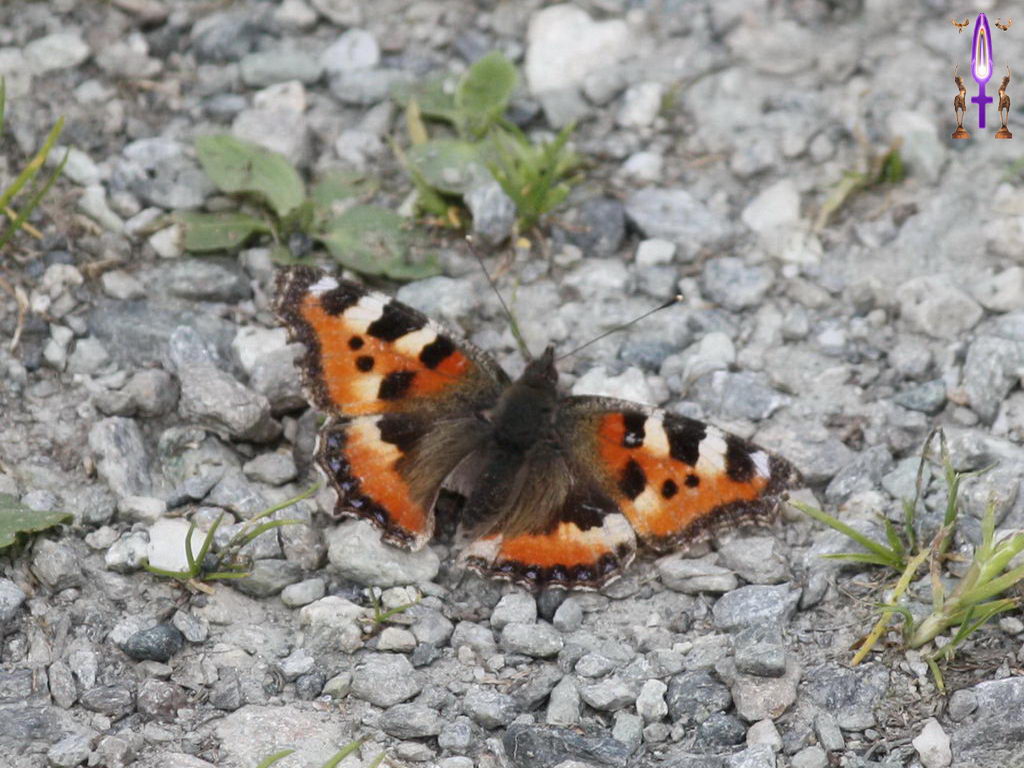 Croix de Lumière, Photo de la Série C No 77 