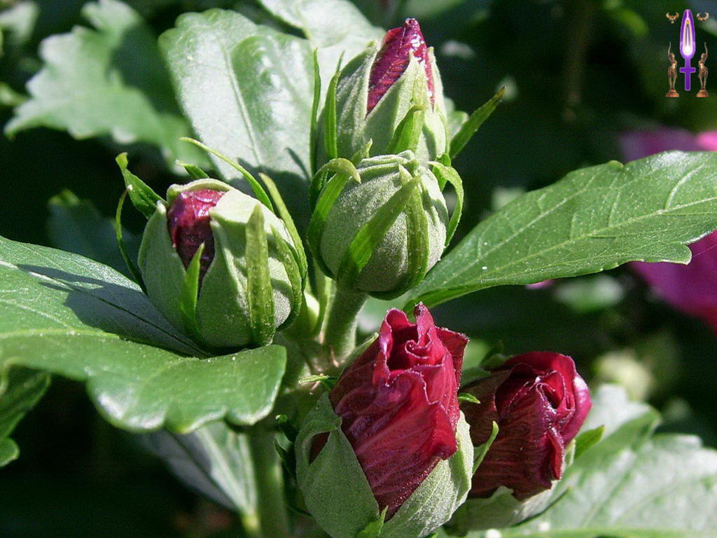 Croix de Lumière, Photo de la Série C No 79 