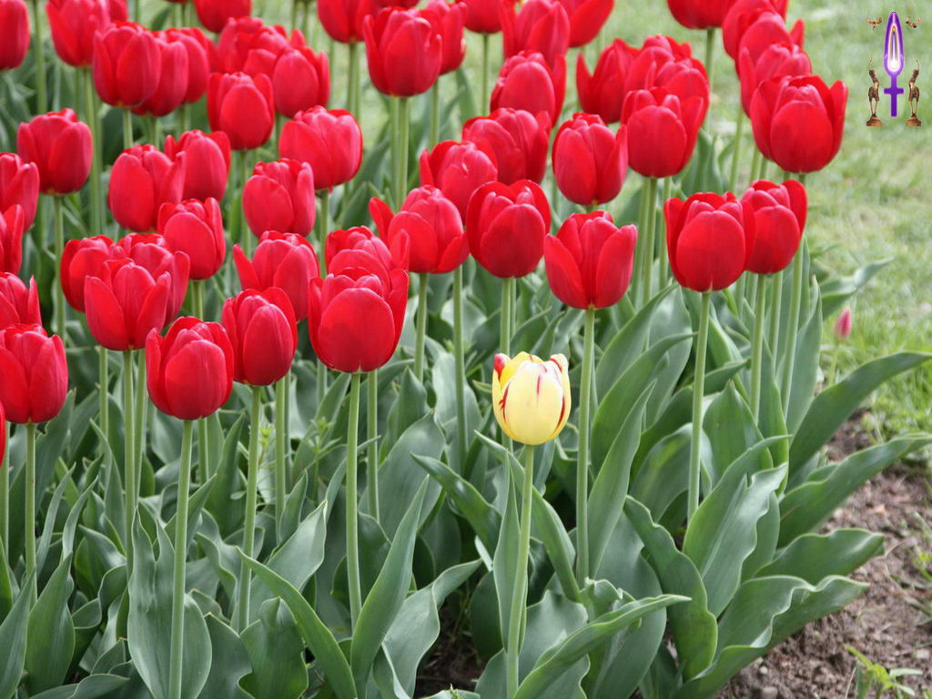 Croix de Lumière, Photo de la Série C No 82 