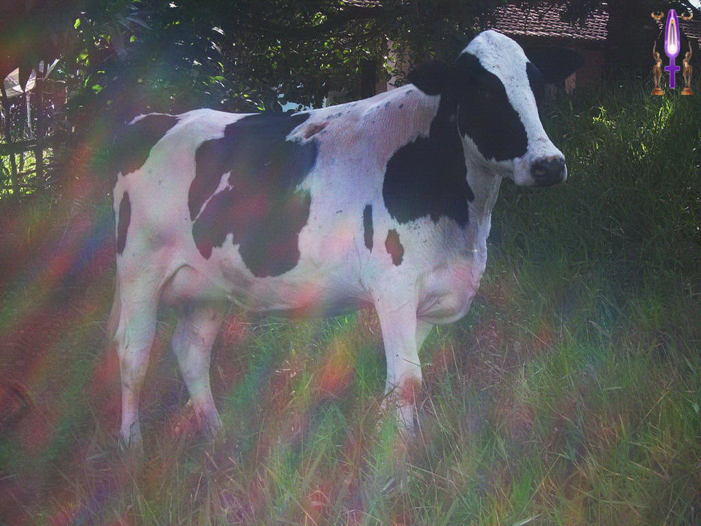 Croix de Lumière, Photo de la Série C No 83 