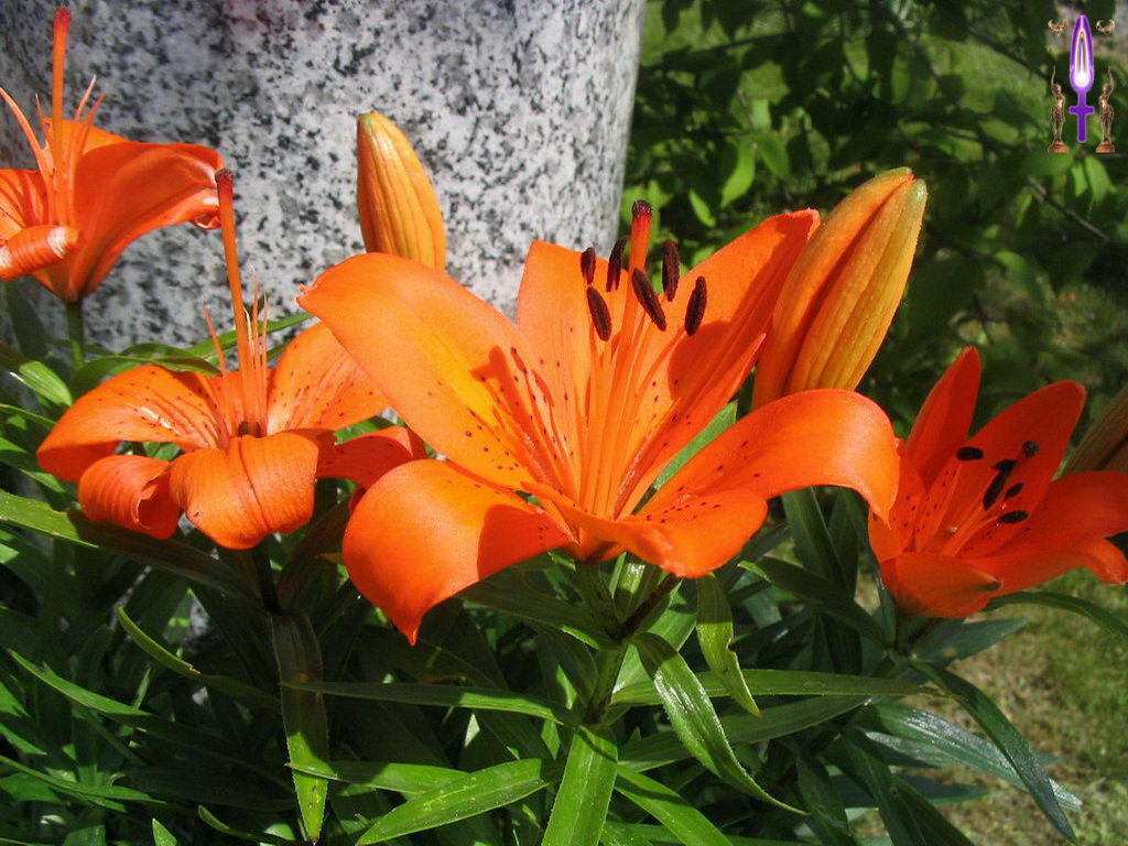 Croix de Lumière, Photo de la Série C No 85 