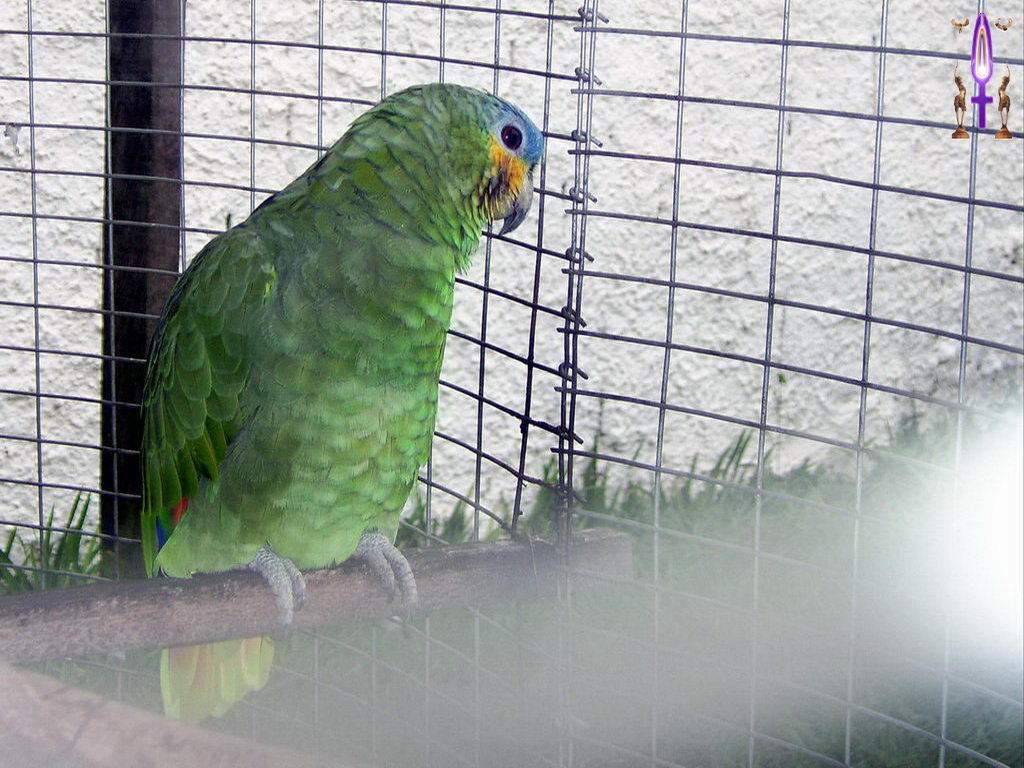 Croix de Lumière, Photo de la Série C No 86 