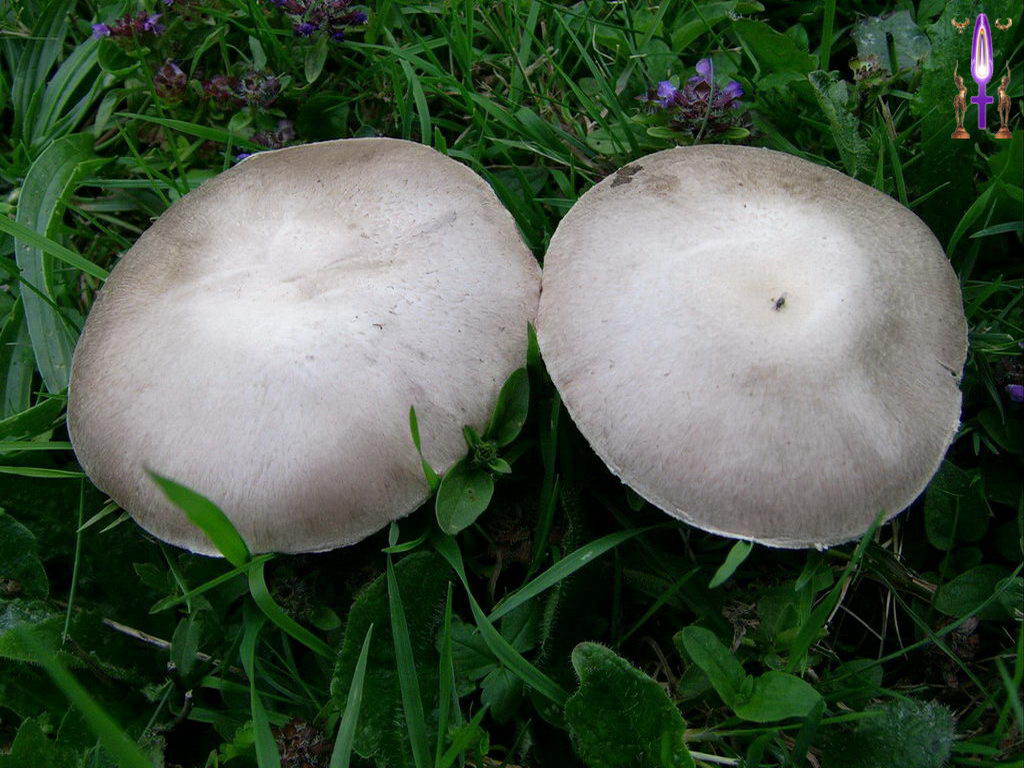 Croix de Lumière, Photo de la Série C No 89 