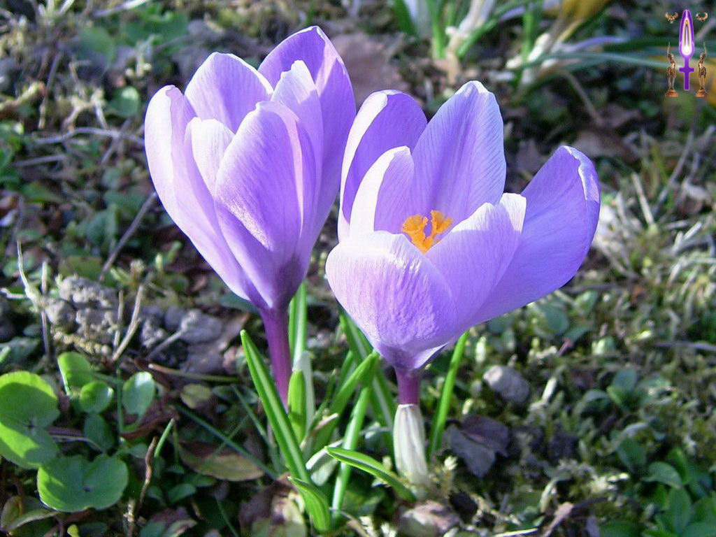Croix de Lumière, Photo de la Série C No 090 