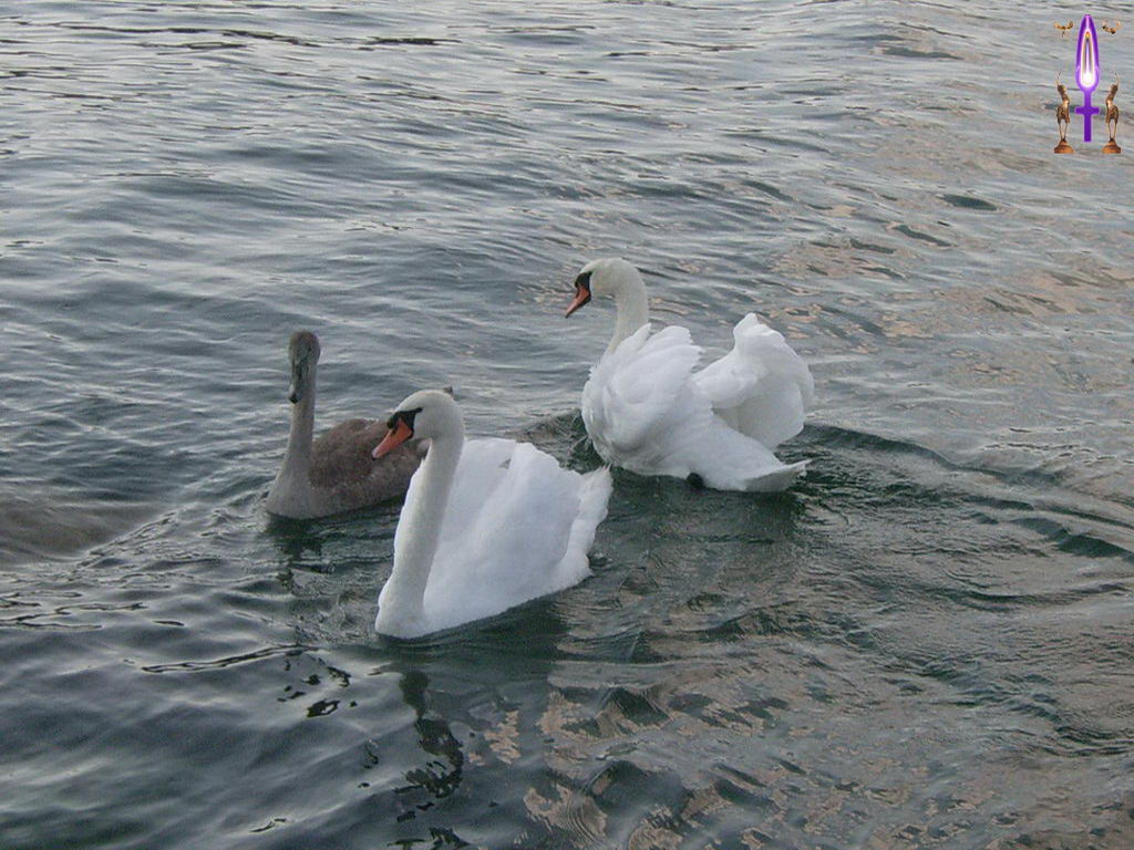 Croix de Lumière, Photo de la Série C No 97 