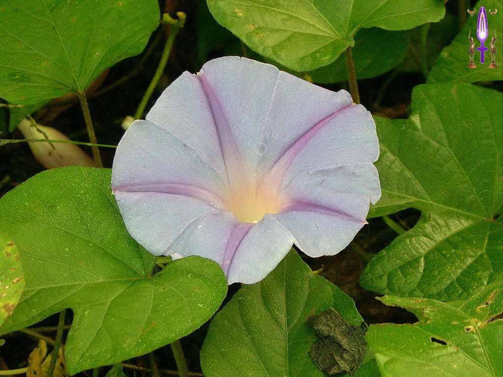 Croix de Lumière, Photo de la Série C No 102 