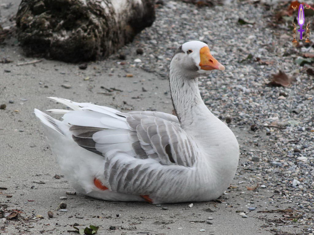 Croix de Lumière, Photo de la Série C No 105 
