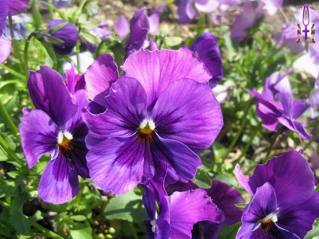 Croix de Lumière, Photo de la Série C No 106 