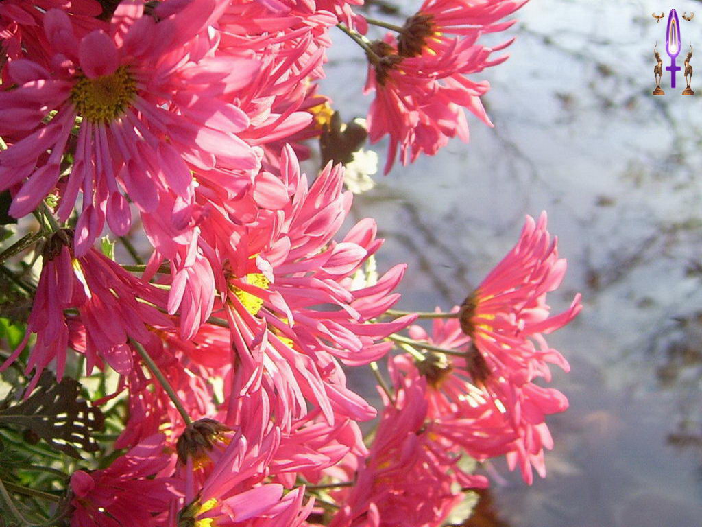 Croix de Lumière, Photo de la Série C No 107 