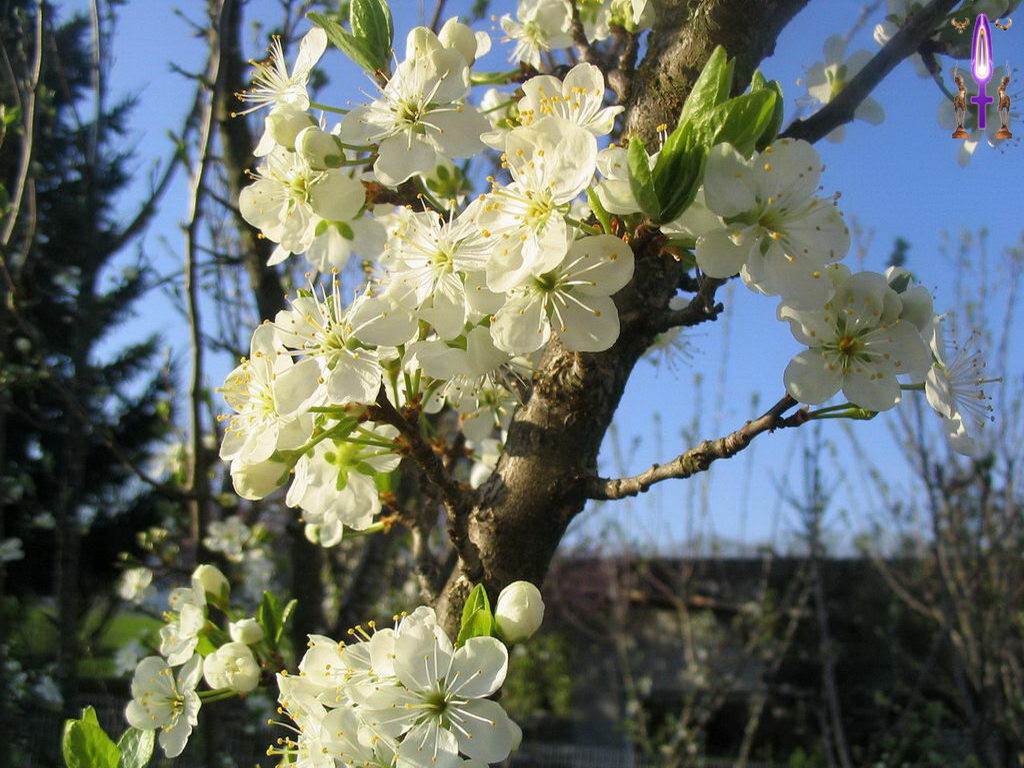 Croix de Lumière, Photo de la Série C No 108 