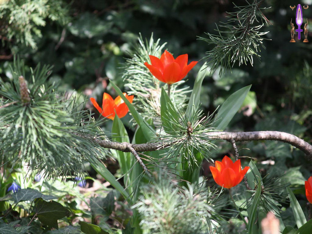 Croix de Lumière, Photo de la Série D No 2 