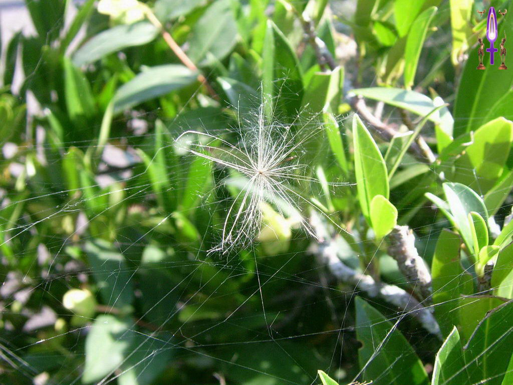 Croix de Lumière, Photo de la Série D No 3 