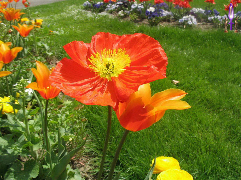 Croix de Lumière, Photo de la Série D No 6 