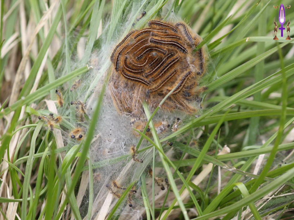 Croix de Lumière, Photo de la Série D No 7 