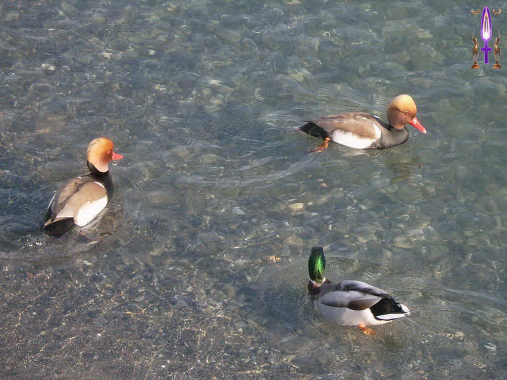 Croix de Lumière, Photo de la Série D No 9 