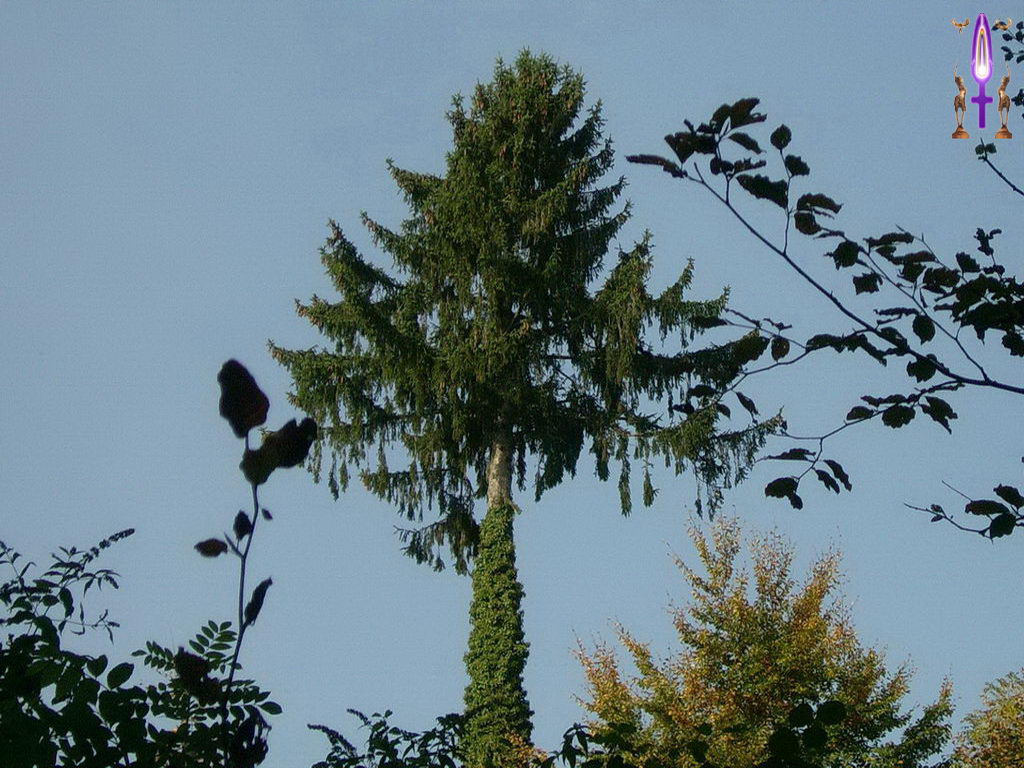 Croix de Lumière, Photo de la Série D No 010 