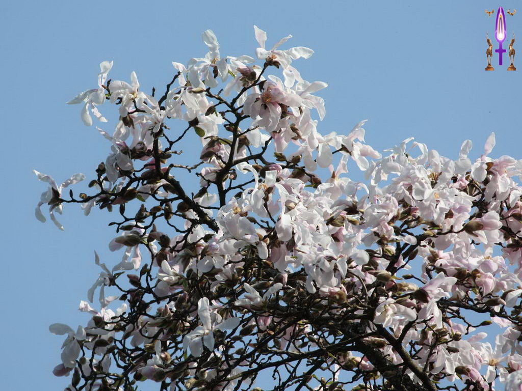 Croix de Lumière, Photo de la Série D No 11 