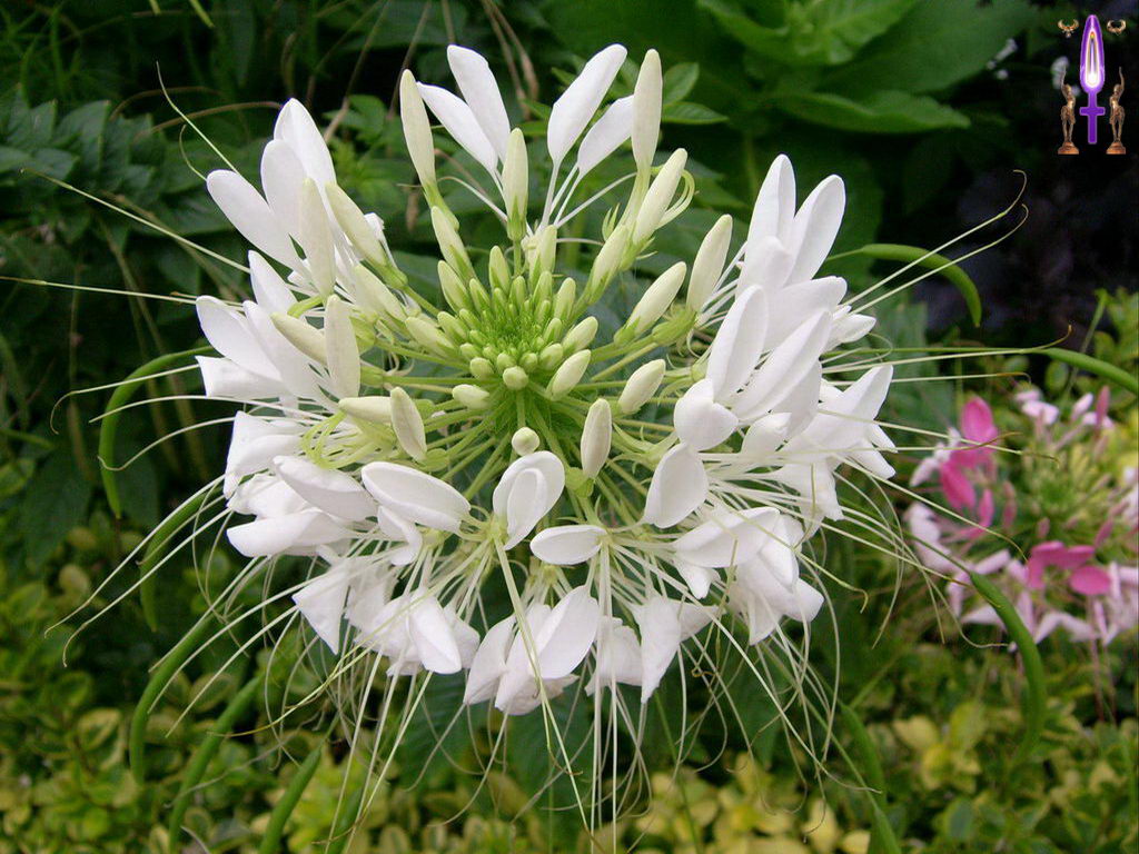 Croix de Lumière, Photo de la Série D No 17 