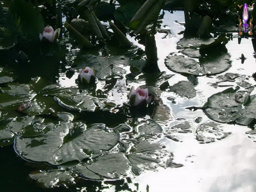 Croix de Lumière, Photo de la Série D No 23 