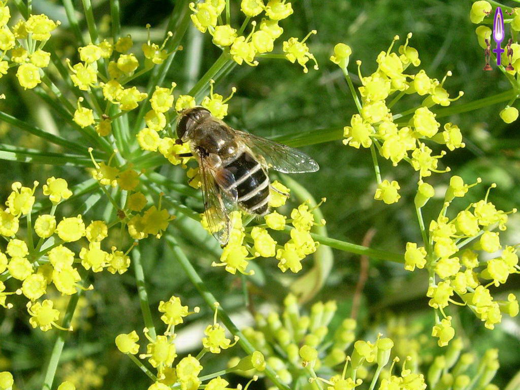 Croix de Lumière, Photo de la Série D No 24 
