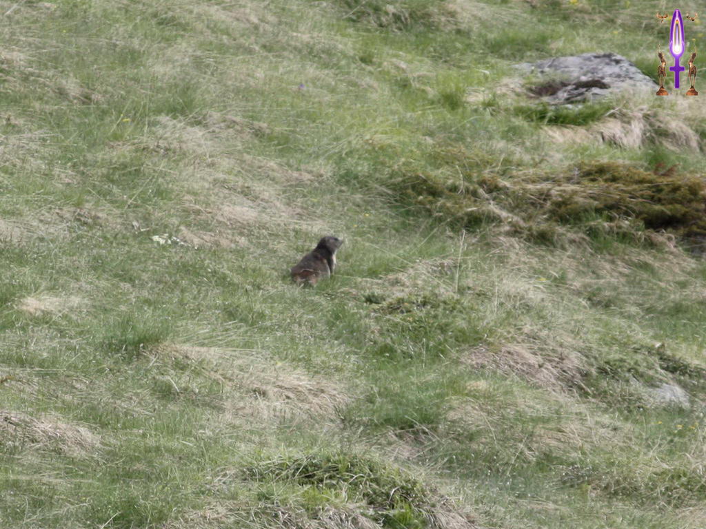 Croix de Lumière, Photo de la Série D No 28 