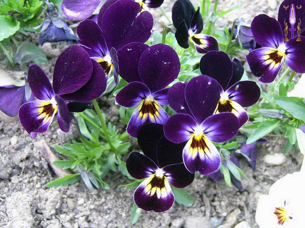 Croix de Lumière, Photo de la Série D No 30 