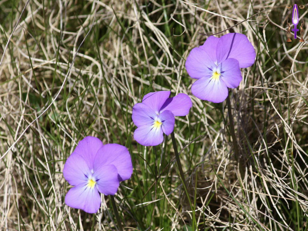 Croix de Lumière, Photo de la Série D No 32 