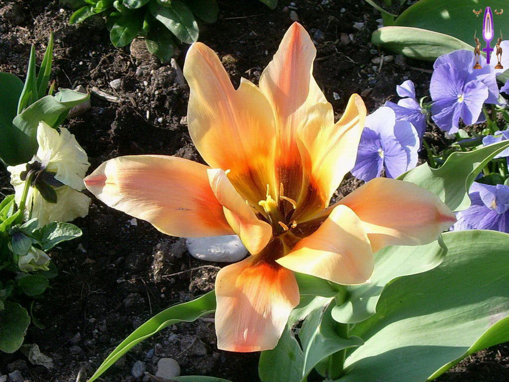 Croix de Lumière, Photo de la Série D No 34 