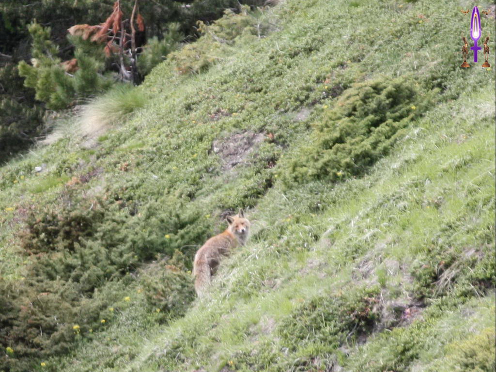 Croix de Lumière, Photo de la Série D No 39 