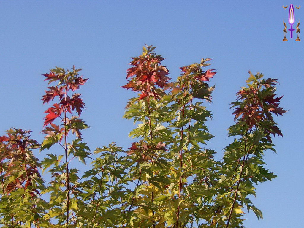 Croix de Lumière, Photo de la Série D No 40 