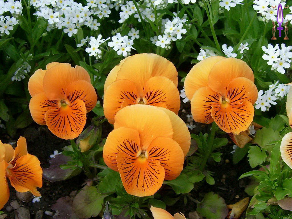 Croix de Lumière, Photo de la Série D No 41 