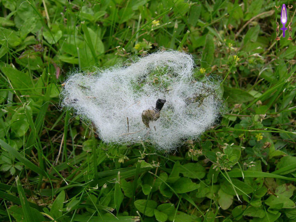 Croix de Lumière, Photo de la Série D No 47 