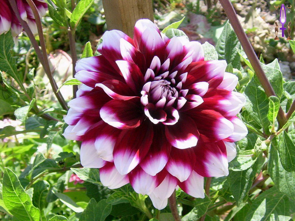 Croix de Lumière, Photo de la Série D No 48 