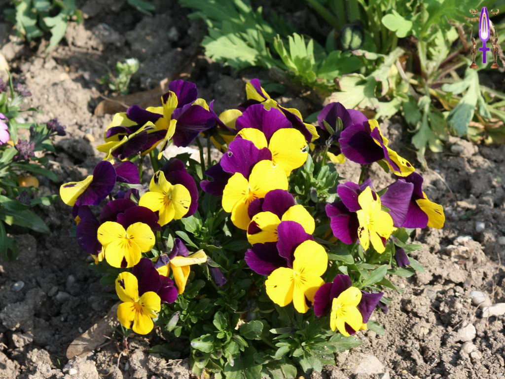 Croix de Lumière, Photo de la Série D No 51 