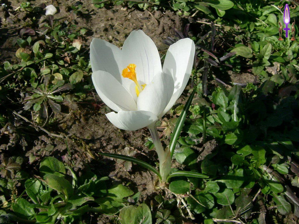 Croix de Lumière, Photo de la Série D No 52 