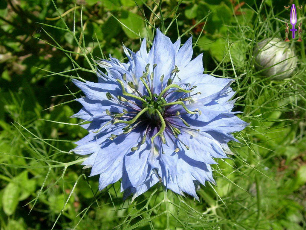 Croix de Lumière, Photo de la Série D No 53 